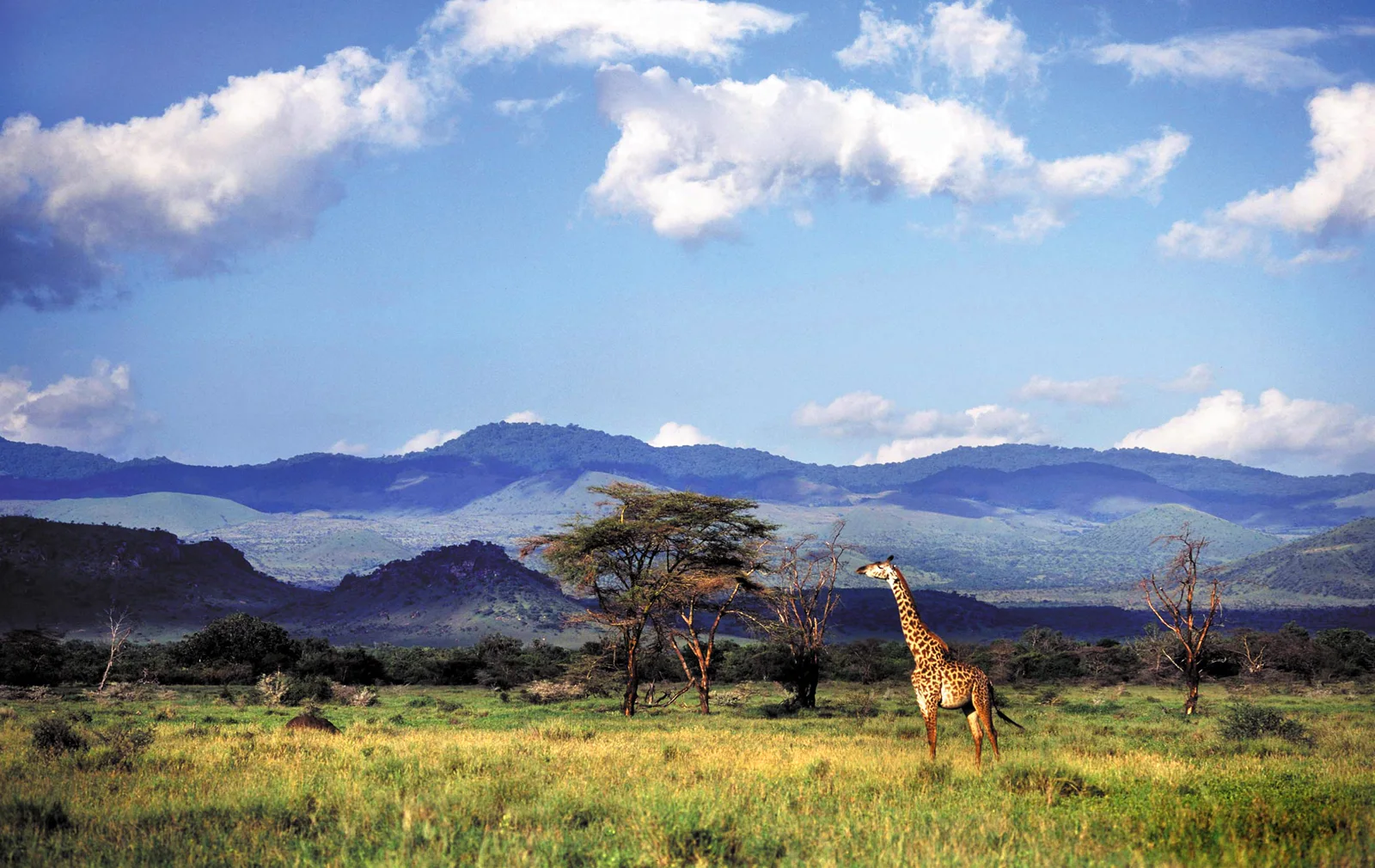 Amboseli Connected Wild Landscape and Chyulu Hills
