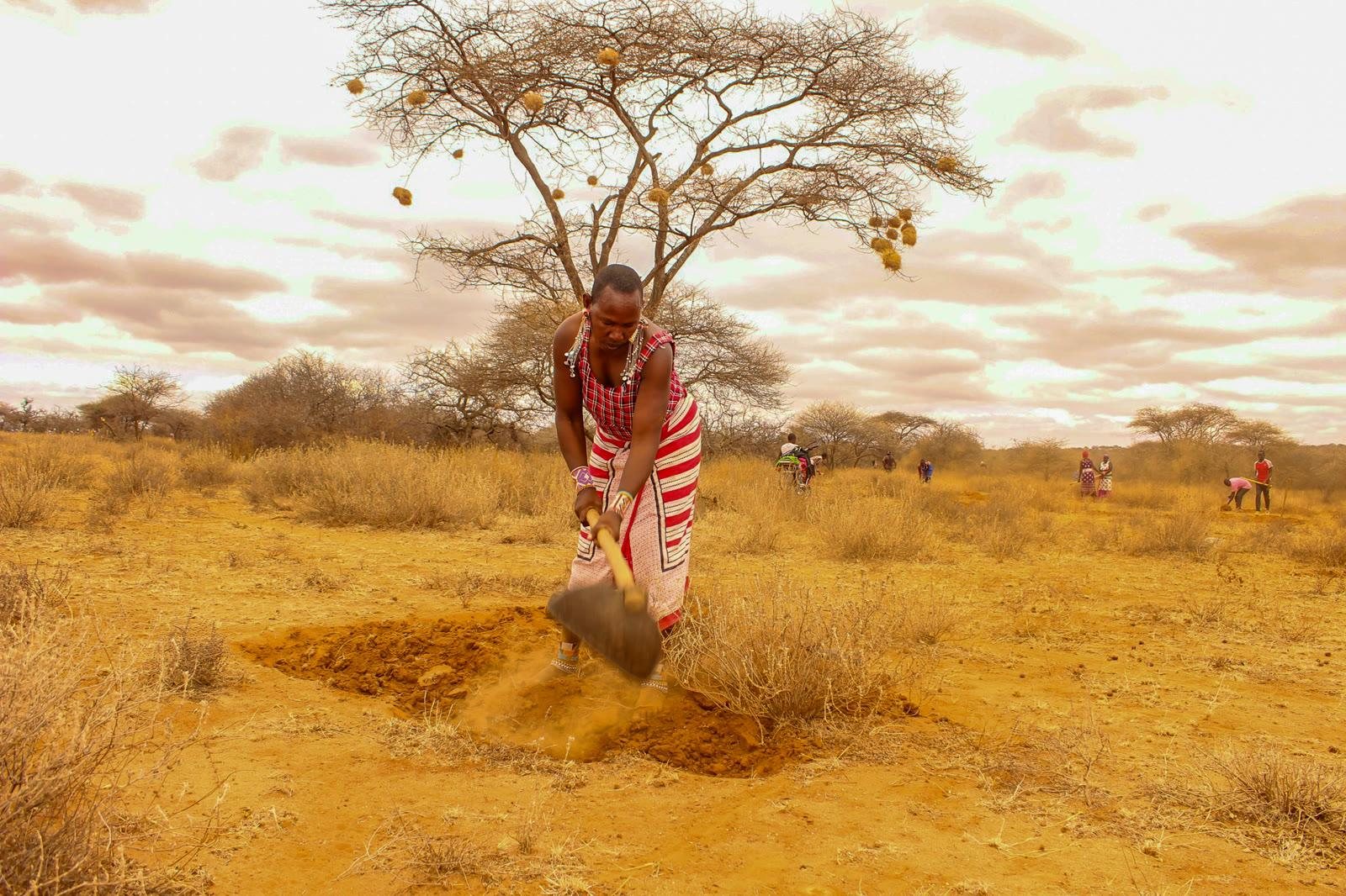 School Greening & Native Tree Planting