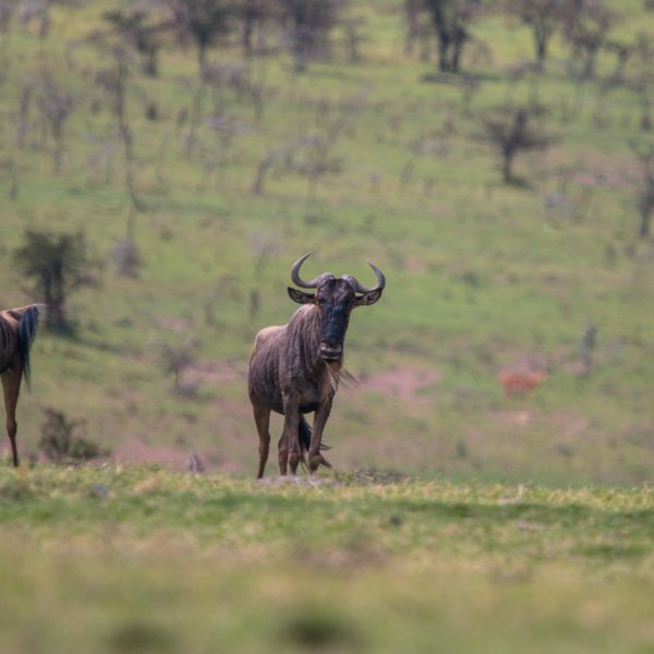 EarthWatch Maasai Mara 2018 Copyright Anthony Ochieng (116)